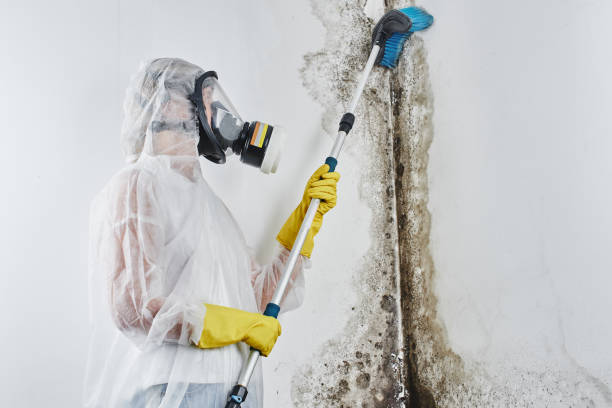 Best Emergency Mold Removal  in Converse, TX