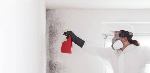 Best Commercial Mold Removal  in Converse, TX
