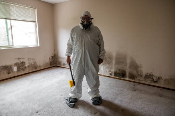 Best Mold Testing and Removal  in Converse, TX