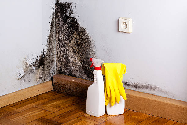 Mold Removal and Inspection in Converse, TX