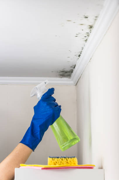 Best Same-Day Mold Removal  in Converse, TX