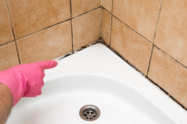 Best Mold Removal Near Me  in Converse, TX